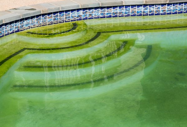 Pool Deck Algae Removal in Richmond